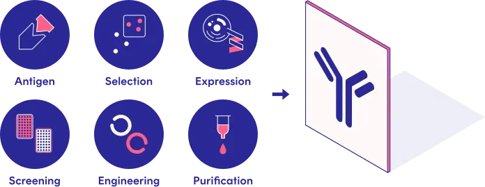 Antibody design